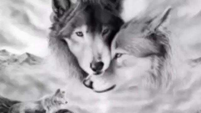 Волки фото 😀 смотреть онлайн