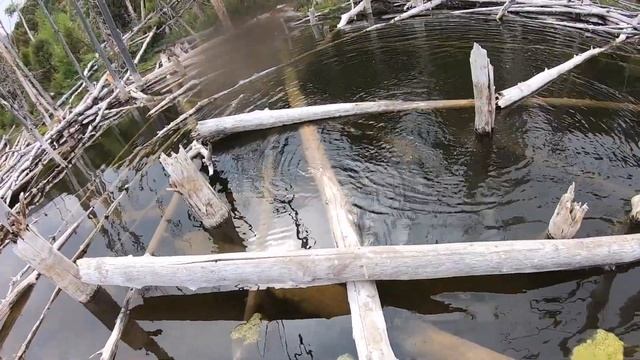 Trout Fisherman’s Paradise!! Wild Brook Trout Catch n’ Cook смотреть онлайн