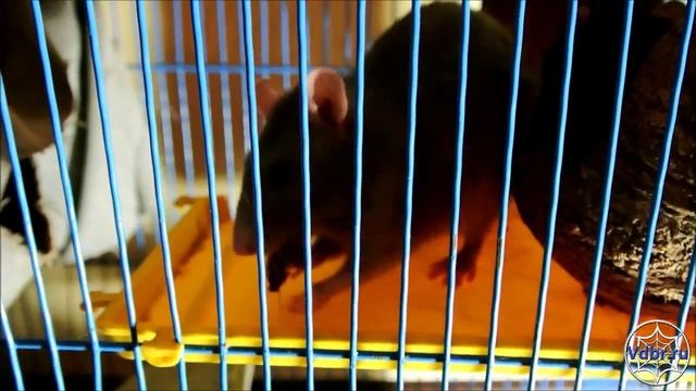 Крыса ест мраморного таракана (Rat eating a cockroach) смотреть онлайн