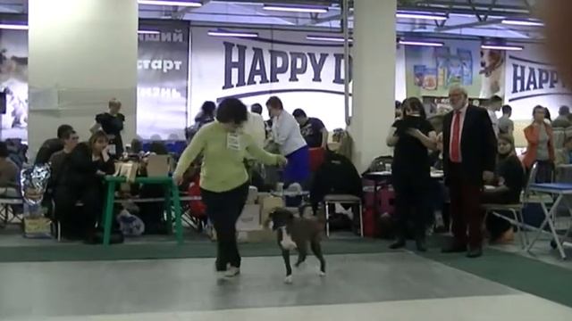CACIB 28 02 16 Балтийский триумф Боксеры суки открытый класс Folio Verso A Prima Vista смотреть онлайн