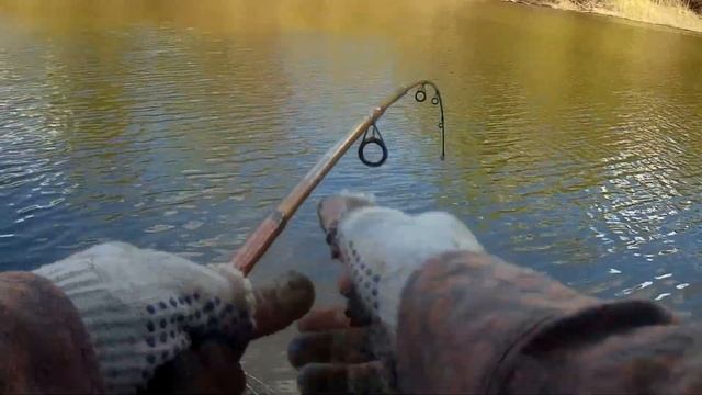 Вобла пошла Астрахань 2022. Вобла 2022 Астрахань. Вобла в Камызякском районе.