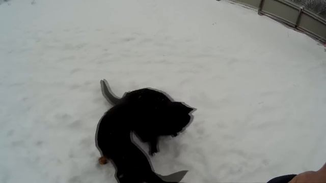 Кому котэ. Переезд в деревню. смотреть онлайн