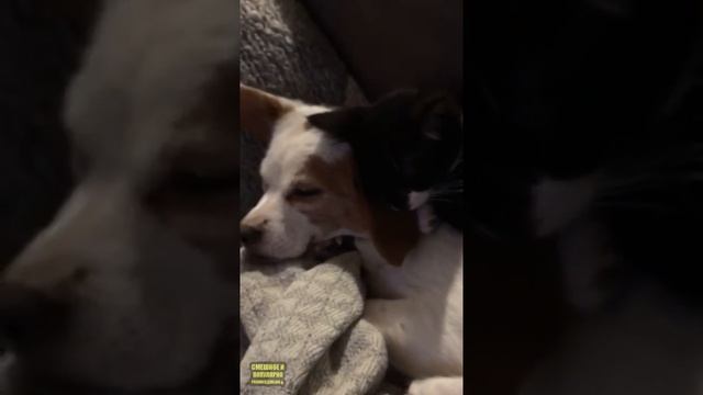 Милый котенок и щенок так мило играют?? смотреть онлайн