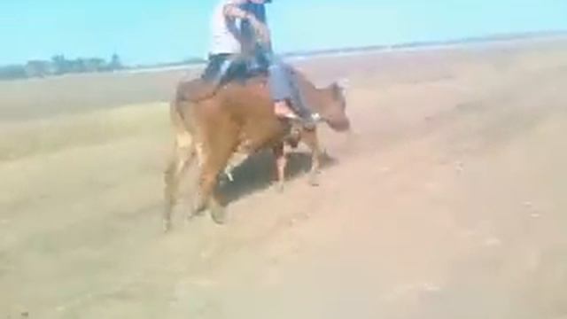 на корове в лето...!.mp4 смотреть онлайн