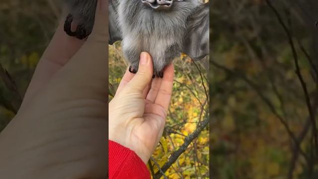 Летучая мышь Калли ? Мастер - Наташа Леушина #fur #игрушка #хеллоуин #летучаямышь #bat смотреть онлайн