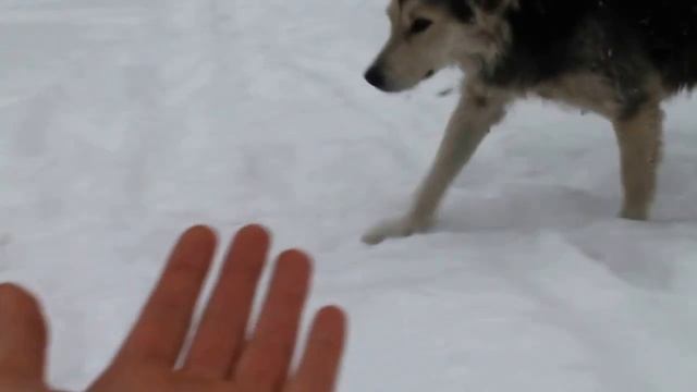 Брюсов - "Я много лгал и лицемерил.." смотреть онлайн