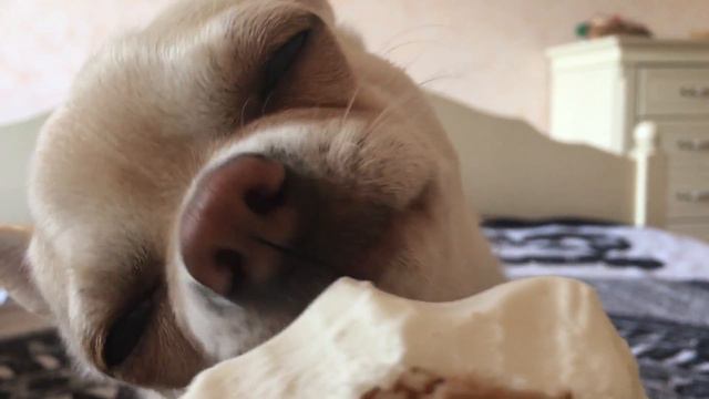 Самый красивый собака в мире ест мороженое Dog king 狗王 смотреть онлайн