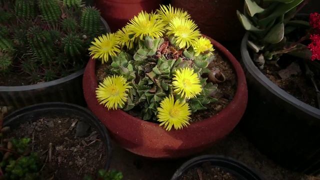 Boca de Tigre (Faucaria tigrina) смотреть онлайн