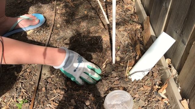 Starting a Cherry Tree from Cuttings смотреть онлайн