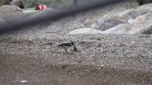 Canon PowerShot SX 40 HS