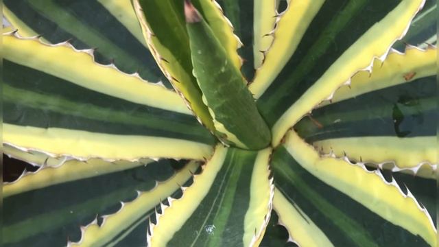 My Agave collection | Hawortias & Aloes смотреть онлайн
