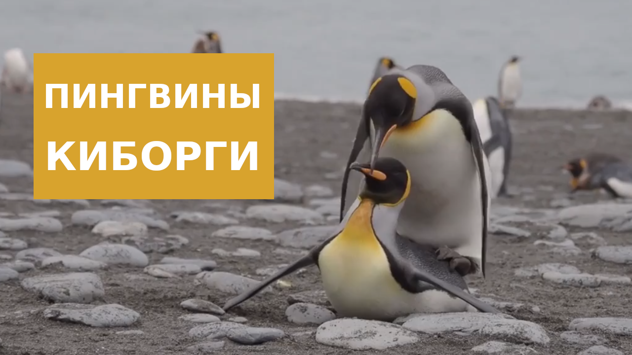 Пингвины Киборги