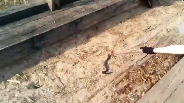 Влог: взял змею в руки. смотреть онлайн