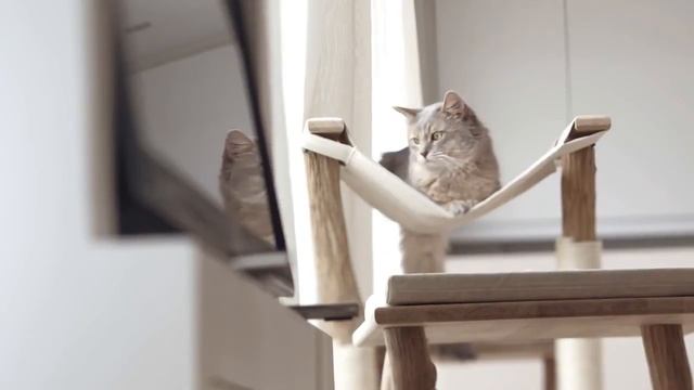 Royal canin - Indoor смотреть онлайн