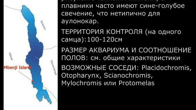 Aulonocara koningsi. Энциклопедия малавийских цихлид от "А" до "Z" смотреть онлайн