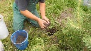 Мицелий белых грибов,и смотрите что будет