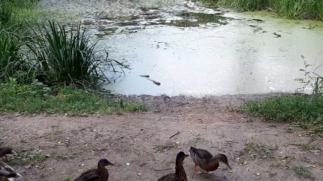 Москва. Ботанический сад Н.В.Цицина. Прудик. 26.07.2022г смотреть онлайн