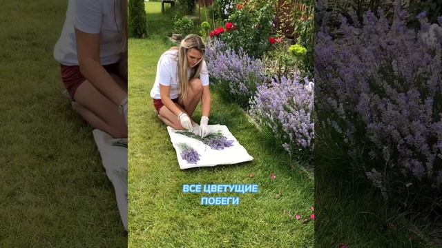 Как сушить лаванду ✅ #цветывсаду смотреть онлайн