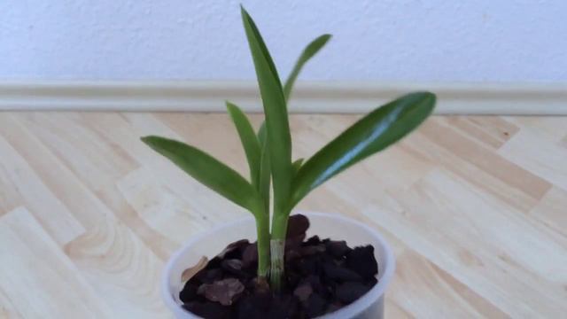 Dendrobium Nobile orchid care смотреть онлайн