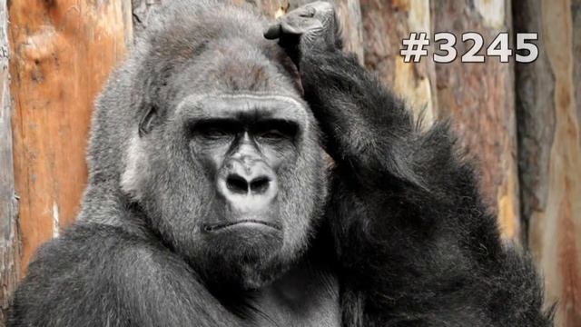 #3245. Обезьяны (В мире животных) смотреть онлайн