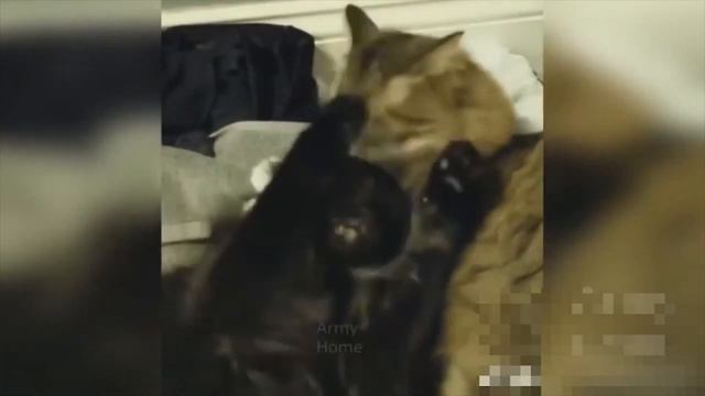 Hot Coub 2018 #64 best coub Горячие кубы смотреть онлайн