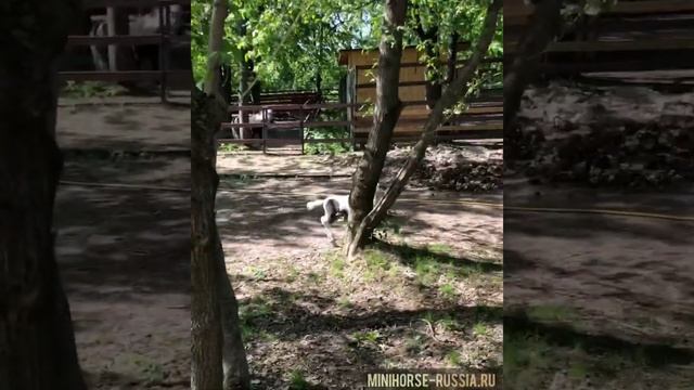Продается - американская миниатюрная лошадка НОРДИК смотреть онлайн
