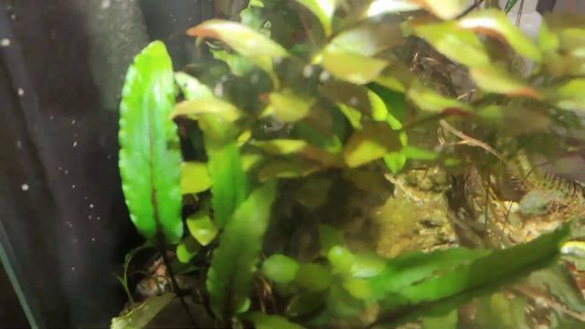 прожектор в аквариум 30л часть 2 смотреть онлайн