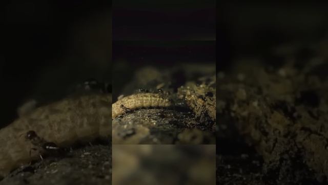 Зачем они кормят ее своим потомством смотреть онлайн