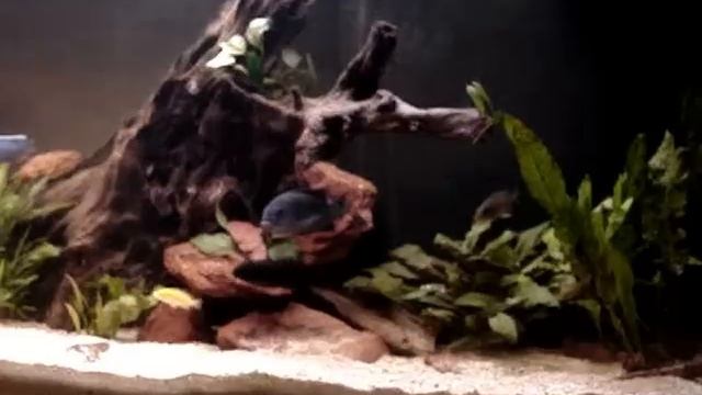 1er bac 240 l malawi смотреть онлайн