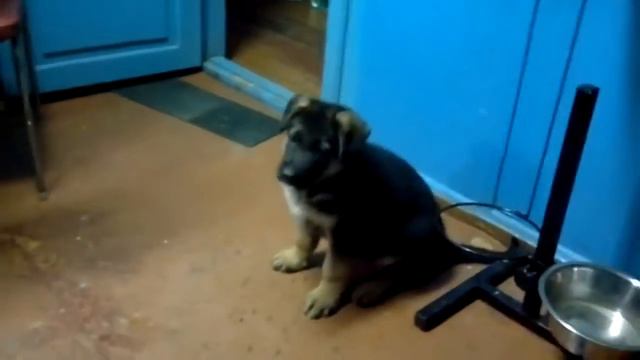 Разговорчивый щенок смотреть онлайн
