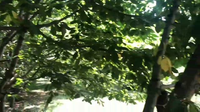 Летняя прогулка с французскими бульдогами смотреть онлайн