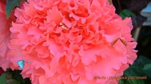 Бегония бахромчатая Пинк ? бахромчатая бегония Пинк обзор: как сажать, луковицы бегонии Пинк
