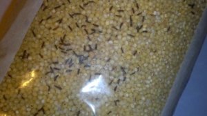 Как избавиться от жучков в крупе и в шкафу! ОНИ БОЛЬШЕ НЕ ПОЯВЯТСЯ!