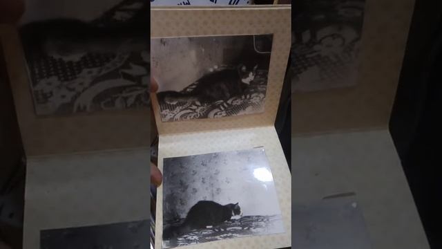 жизнь кота смотреть онлайн