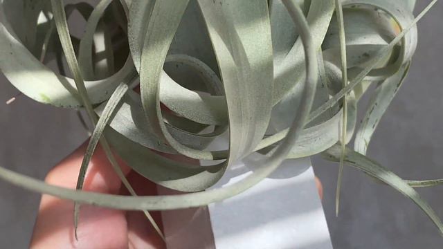 Розіграш тіландсії Ксерографіки від Airplantskyiv🎁