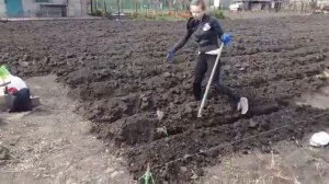 Как сформировать гребни для посадки рассады батата, выращивание батата, гребни для батата, батат