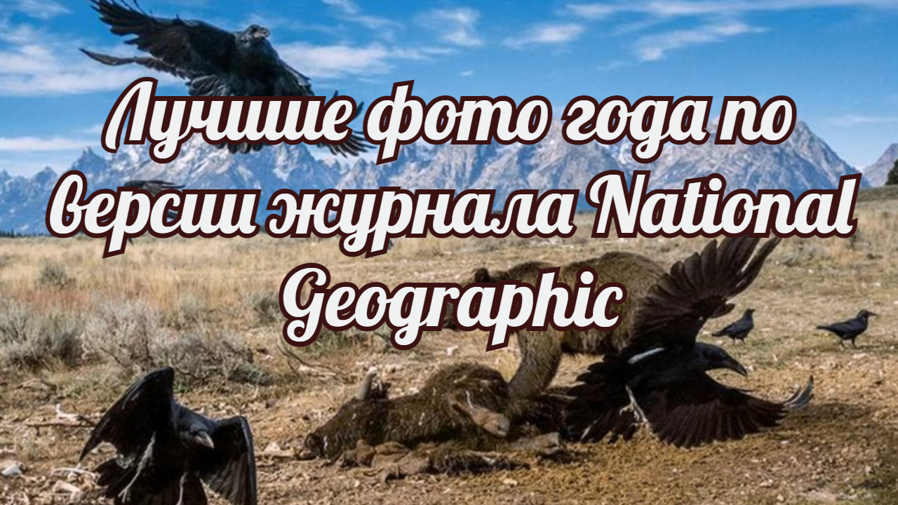Лучшие фото года по версии журнала National Geographic. смотреть онлайн