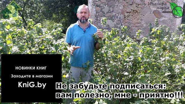 ГЛАВНАЯ ОСЕННЯЯ ПОДКОРМКА ВСЕХ ЯГОДНИКОВ: от смородины до клубники. смотреть онлайн
