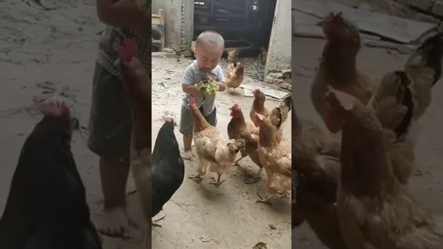 куры. mp4 смотреть онлайн