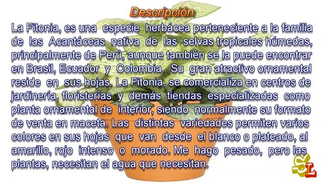 Fittonia verschaffeltii - Fitonia amarilla - Plantas de interior смотреть онлайн