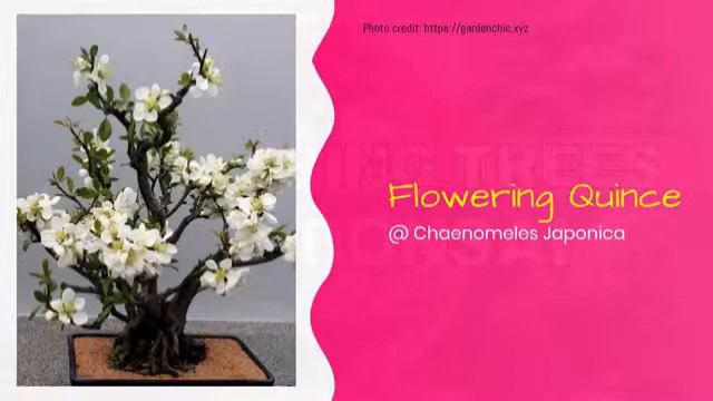 Flowering Trees for Bonsai смотреть онлайн