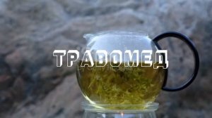 ПОЛЫНЬ ПОЛЬЗА И ВРЕД