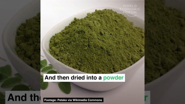 The Miracle Of Moringa Tree (Leaf Era) - World Economic Forum