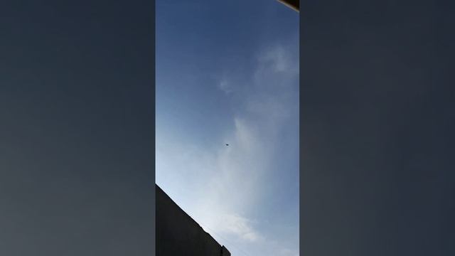 Тренировка кураховских голубей смотреть онлайн