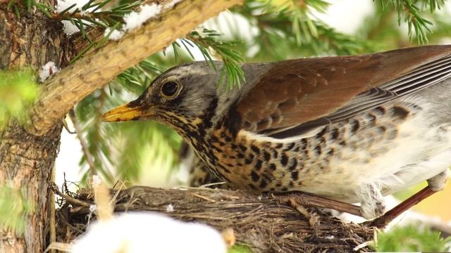 Ондатра. Весенний гон. Что мы о них знаем.. смотреть онлайн