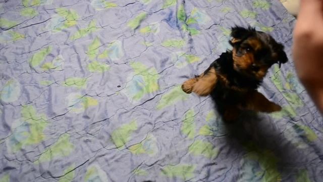 Как начать дрессировку щенка. Дрессировка мелких пород смотреть онлайн