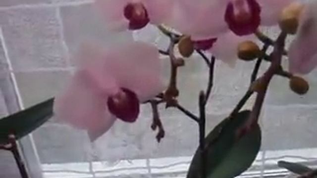 Орхидеи в ноябре смотреть онлайн