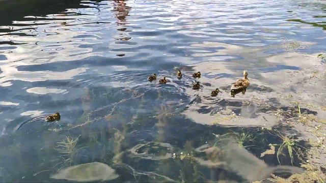 Еловое. Каменный берег. Понтон. Утята. смотреть онлайн