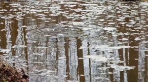 Щука мечет икру аж деревья трясутся. Второй день икромёта.