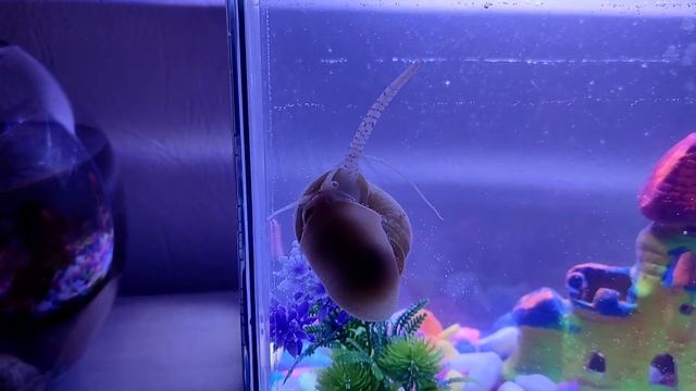 VLOG | Купили аквариум!